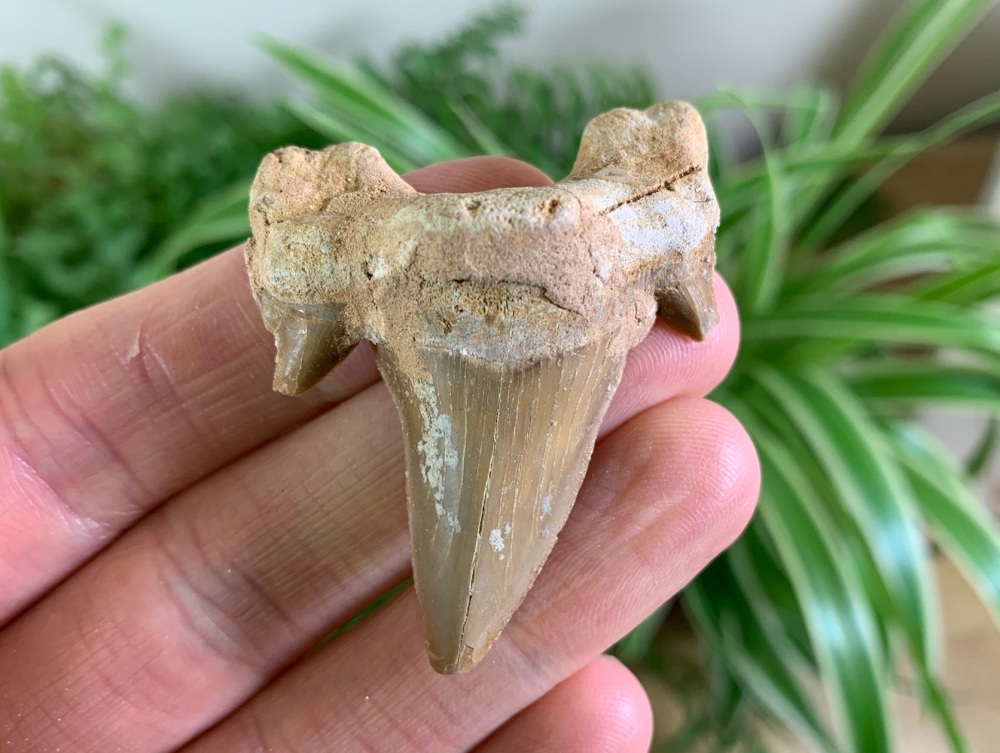 Otodus obliquus Shark Tooth (2.06 inch) #03