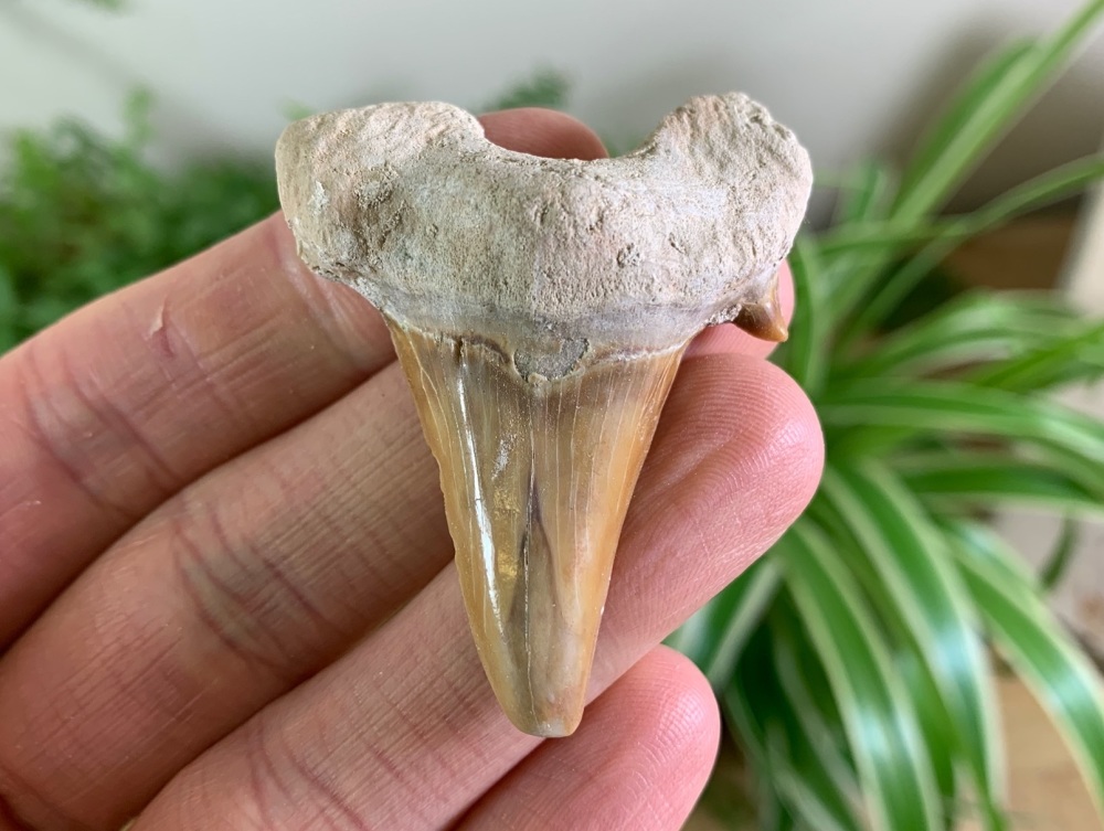 Otodus obliquus Shark Tooth (2.06 inch) #04