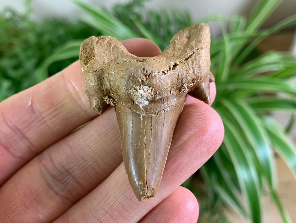 Otodus obliquus Shark Tooth (2.13 inch) #05