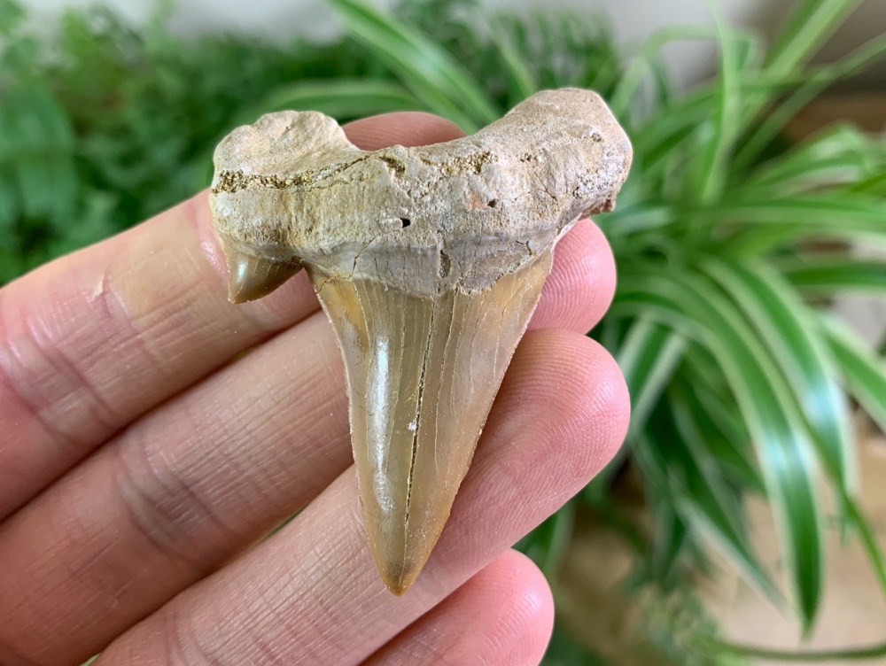 Otodus obliquus Shark Tooth (2.06 inch) #06