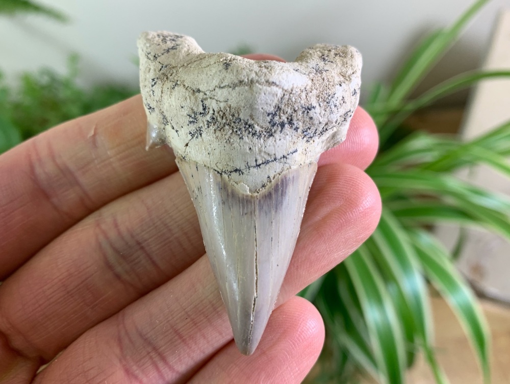 Otodus obliquus Shark Tooth (2.38 inch) #07