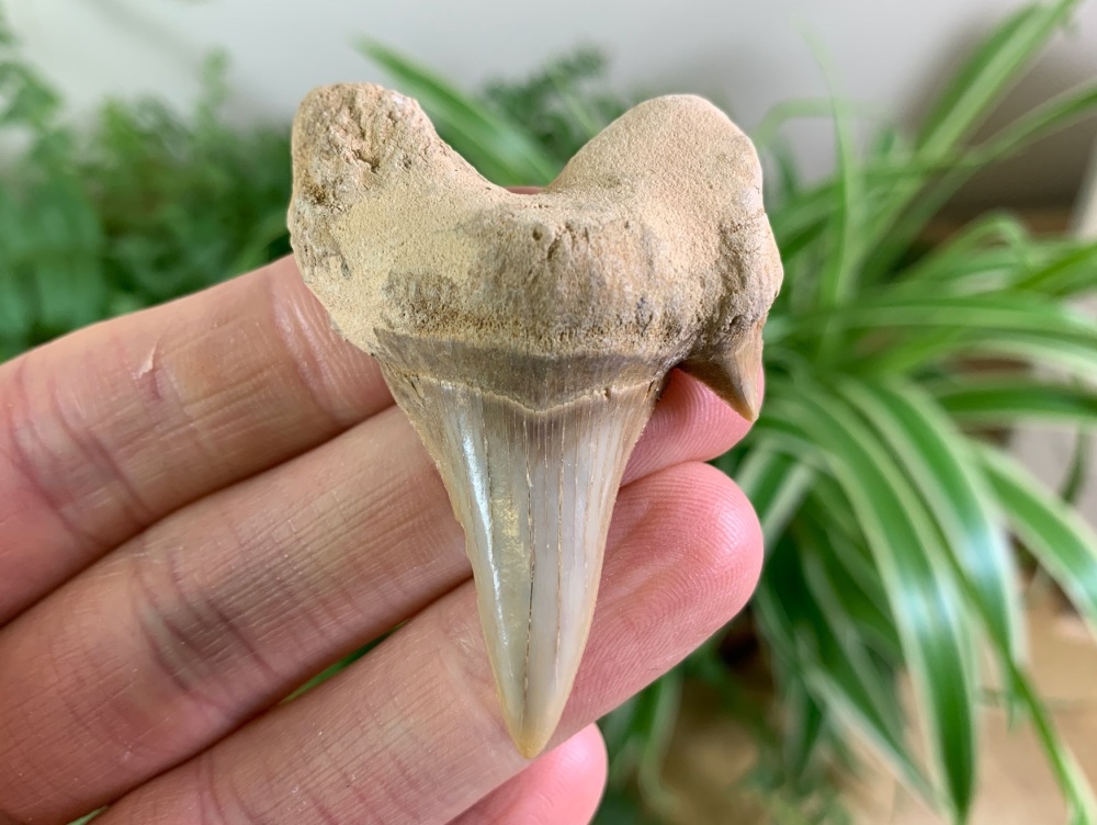 Otodus obliquus Shark Tooth (2.19 inch) #09