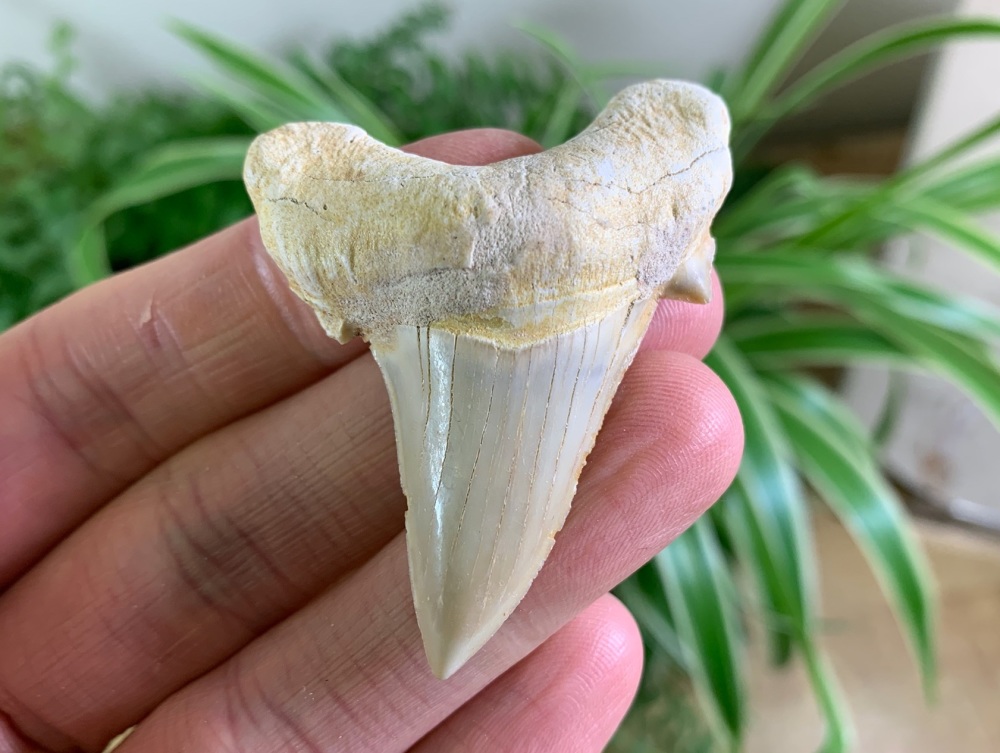 Otodus obliquus Shark Tooth (2.25 inch) #10