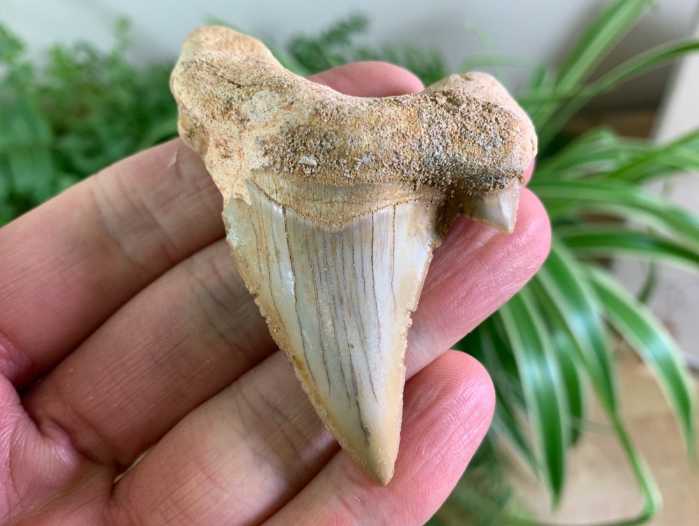Otodus obliquus Shark Tooth (2.75 inch) #13