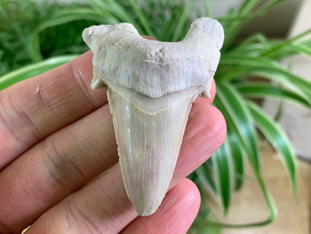 Otodus obliquus Shark Tooth (2.25 inch) #14