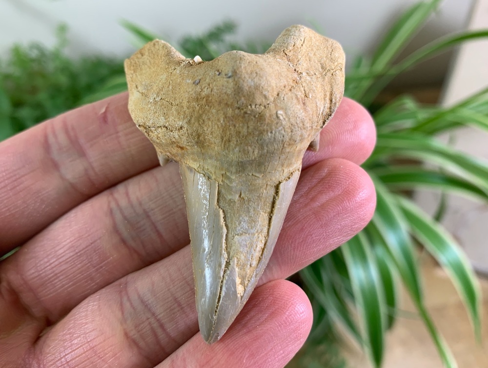 Otodus obliquus Shark Tooth (2.38 inch) #15