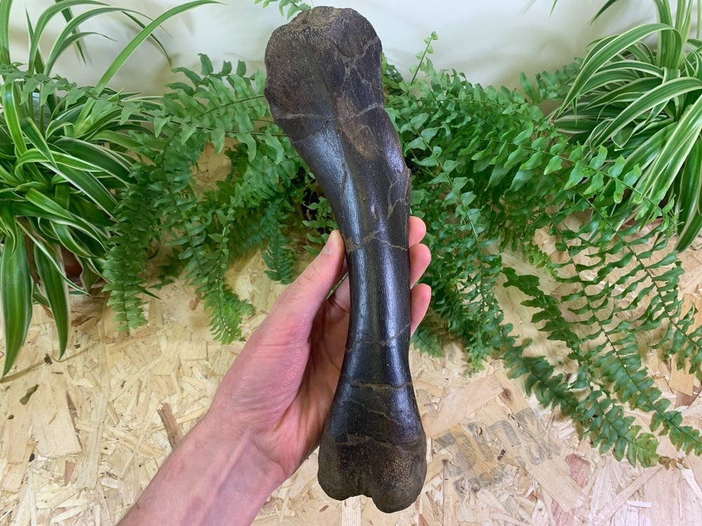 Thescelosaurus Humerus (arm) Bone #01