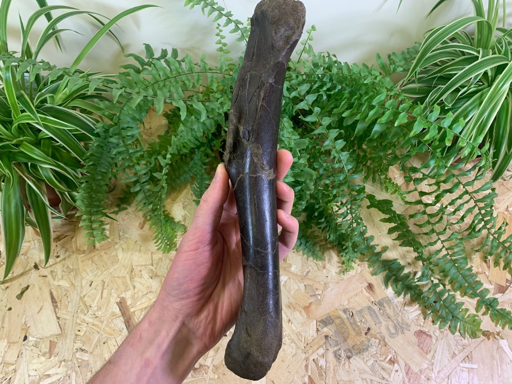 Thescelosaurus Humerus (arm) Bone #01