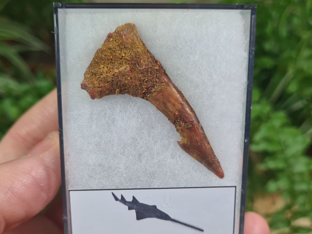 Onchopristis Fish Tooth (Kem Kem, Morocco) #03