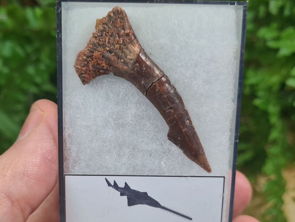 Onchopristis Fish Tooth (Kem Kem, Morocco) #04