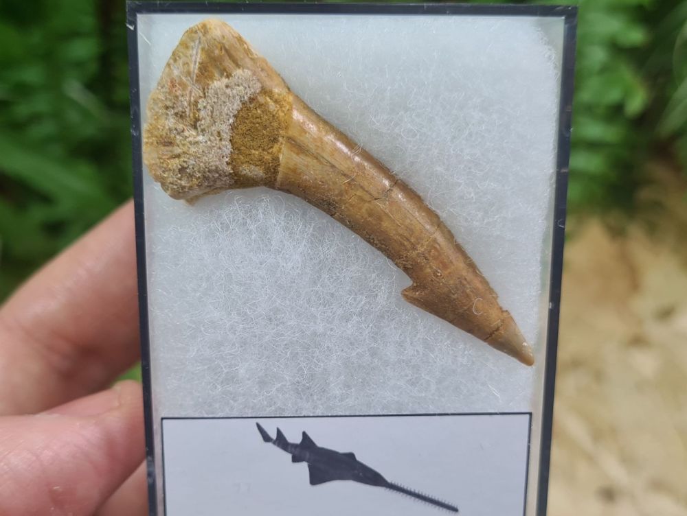 Onchopristis Fish Tooth (Kem Kem, Morocco) #08