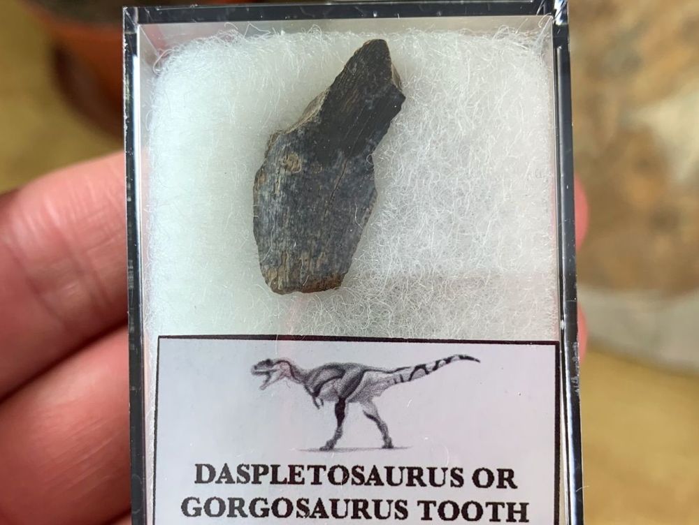Partial Daspletosaurus/Gorgosaurus Tooth #02