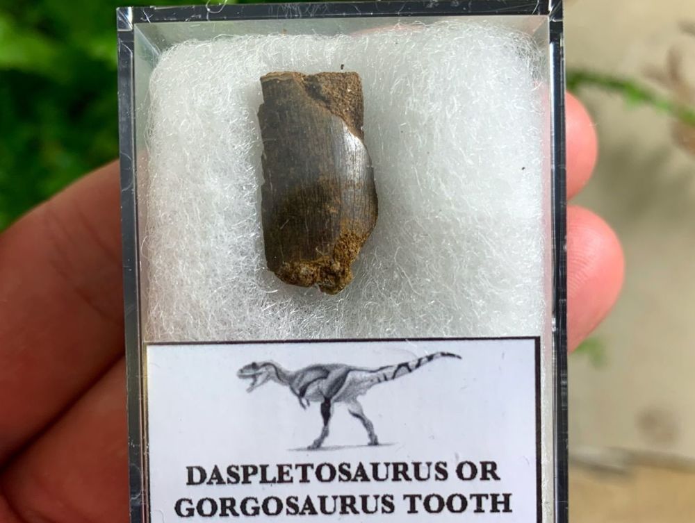 Partial Daspletosaurus/Gorgosaurus Tooth #04