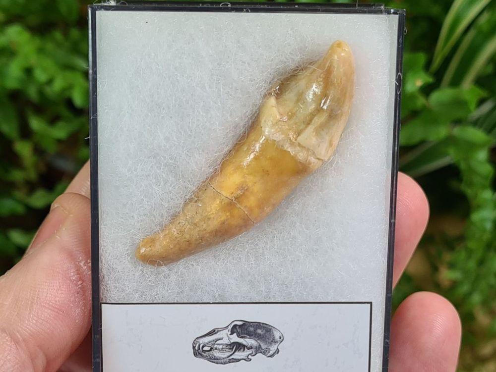Ursus spelaeus Cave Bear Tooth (incisor) #05