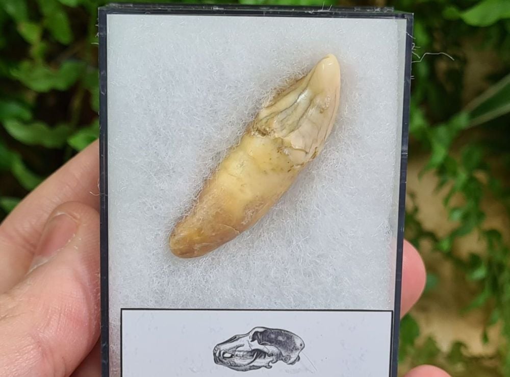 Ursus spelaeus Cave Bear Tooth (incisor) #03