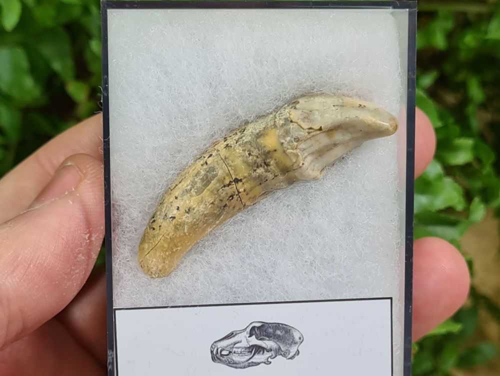 Ursus spelaeus Cave Bear Tooth (incisor) #02