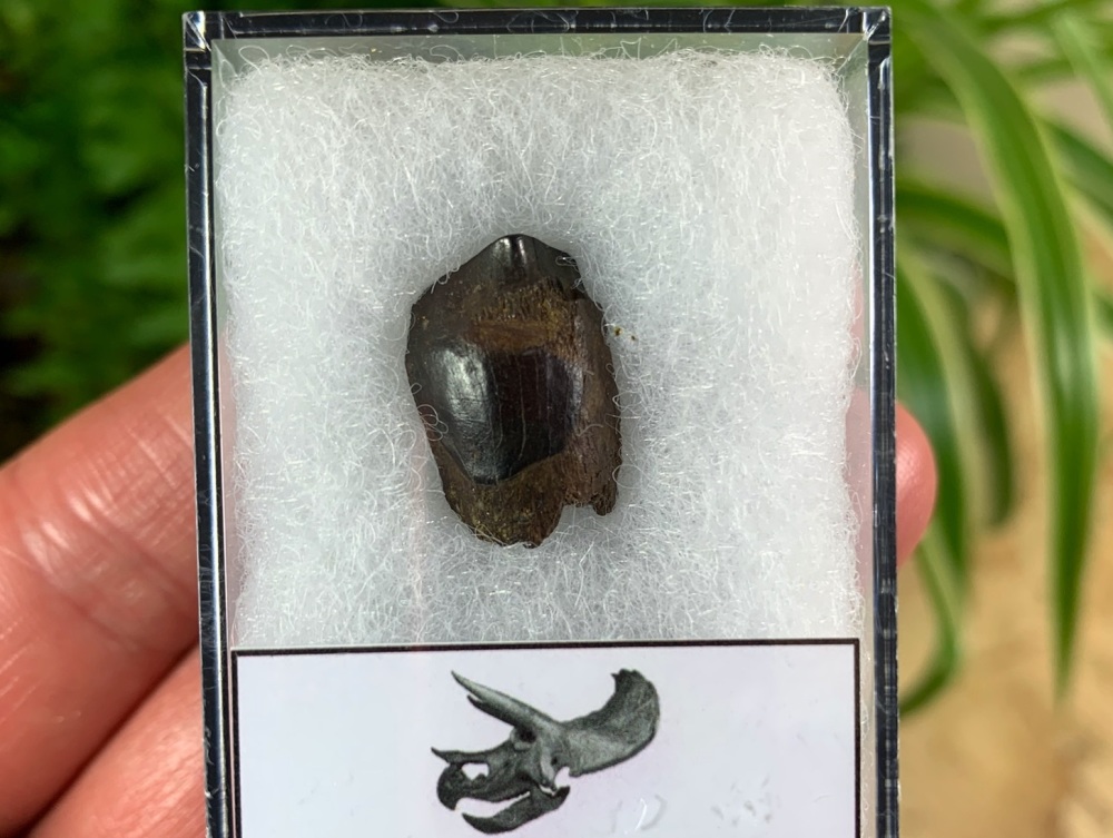 Triceratops Tooth #01