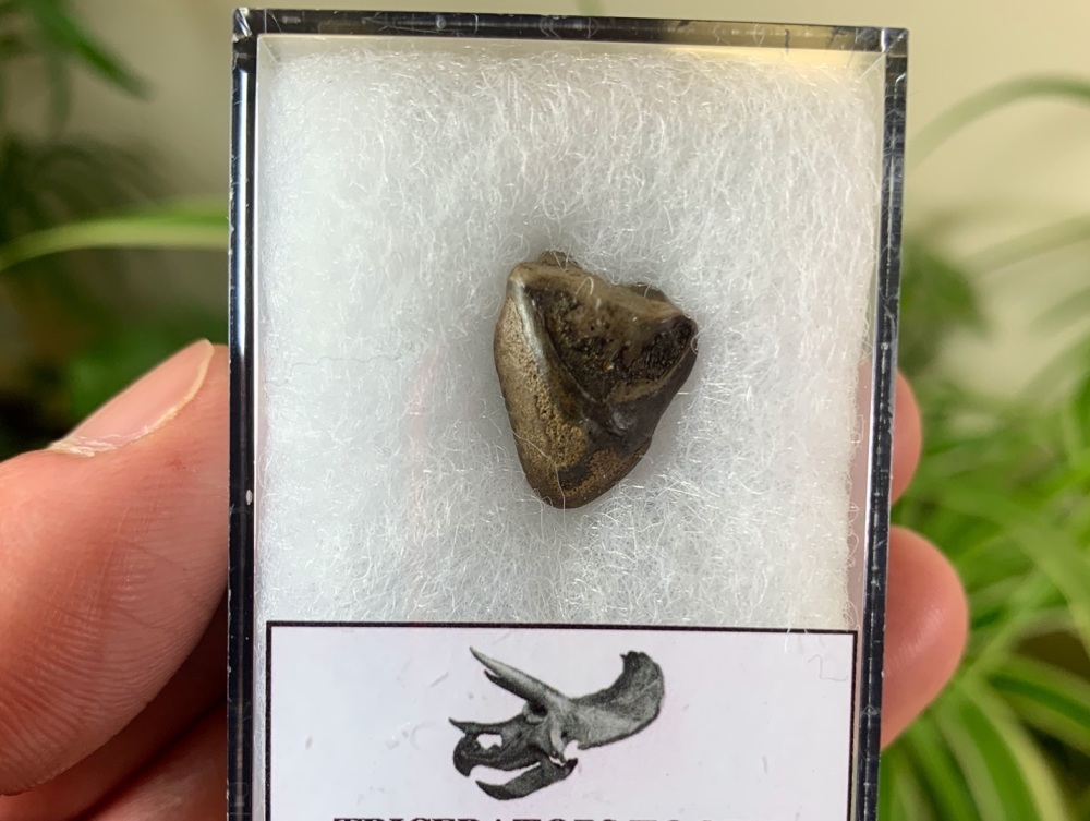 Triceratops Tooth #21