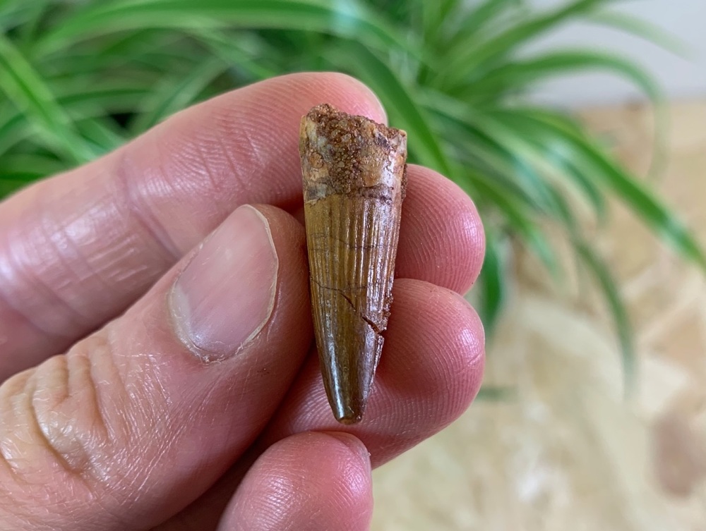 Spinosaurus Tooth - 1.13 inch #SP02