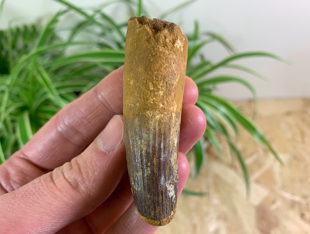 Spinosaurus Tooth - 2.88 inch #SP09