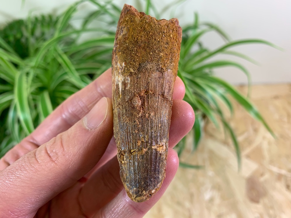Spinosaurus Tooth - 3.13 inch #SP12