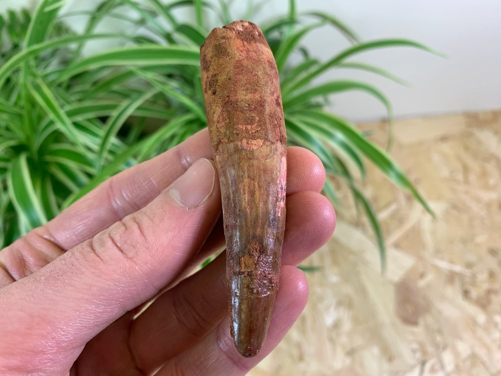 Spinosaurus Tooth - 3.38 inch #SP16