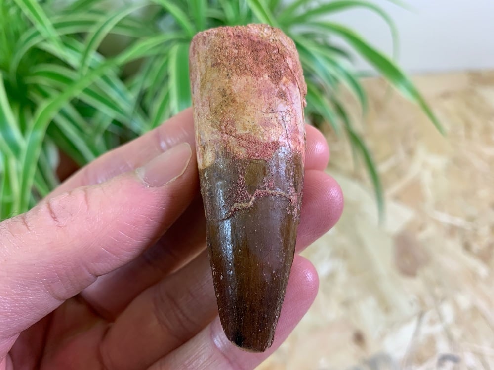 Spinosaurus Tooth - 2.69 inch #SP20