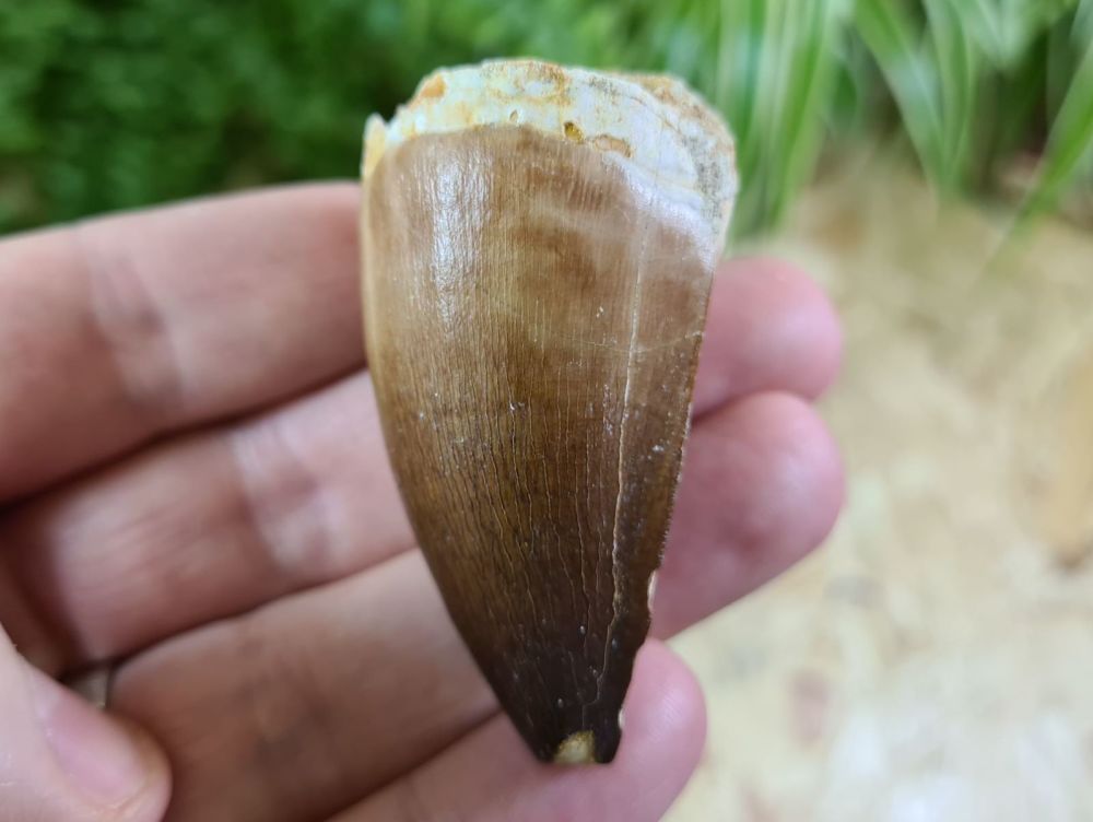 Large Mosasaur Tooth (2.16 inch) #23