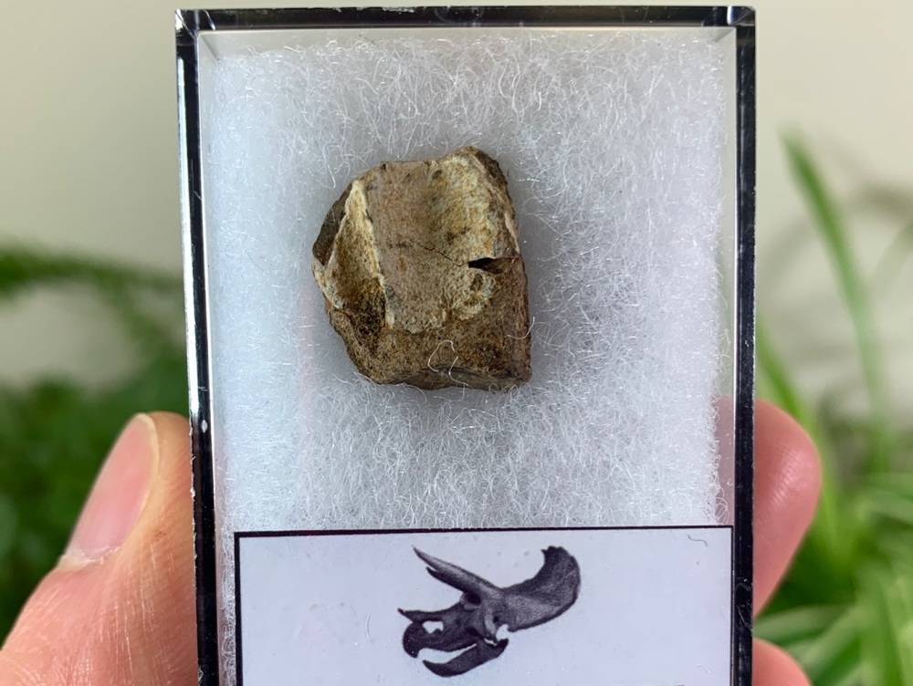 Triceratops Tooth #28