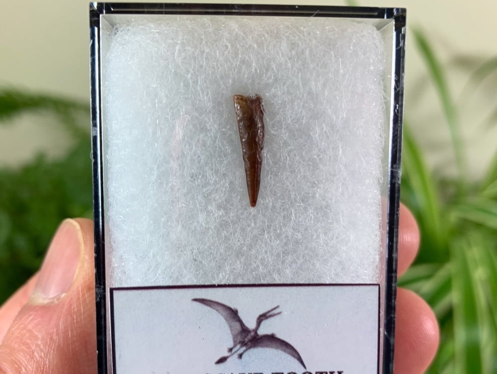 Pterosaur Tooth, Morocco #07