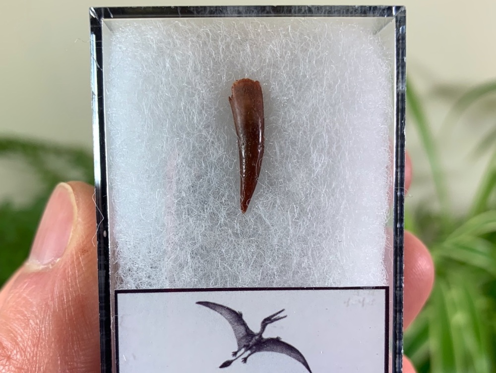 Pterosaur Tooth, Morocco #09