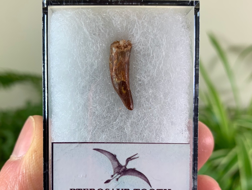 Pterosaur Tooth, Morocco #13