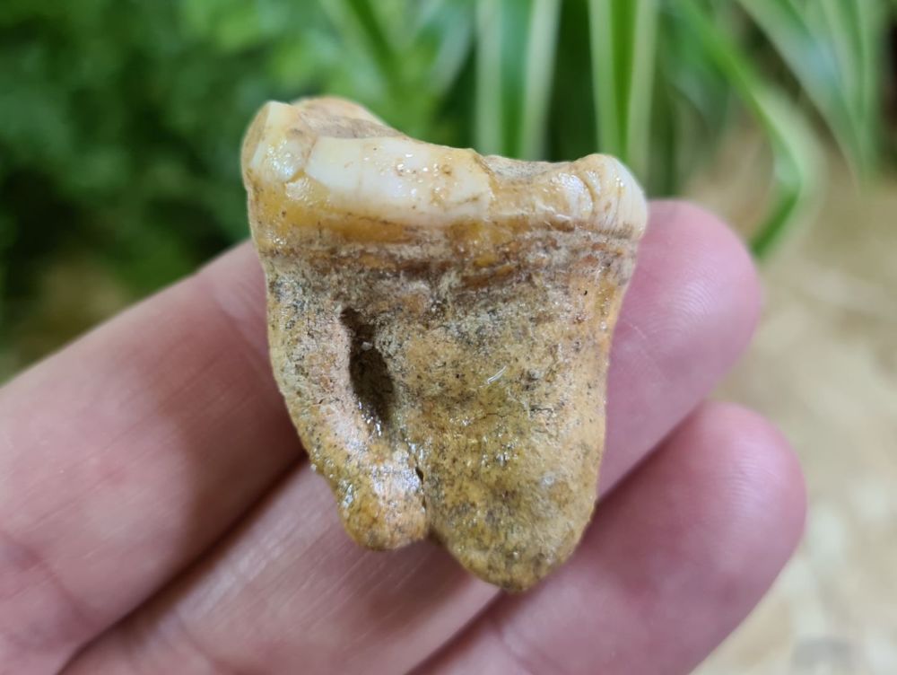 Ursus spelaeus Cave Bear Tooth (molar) #20