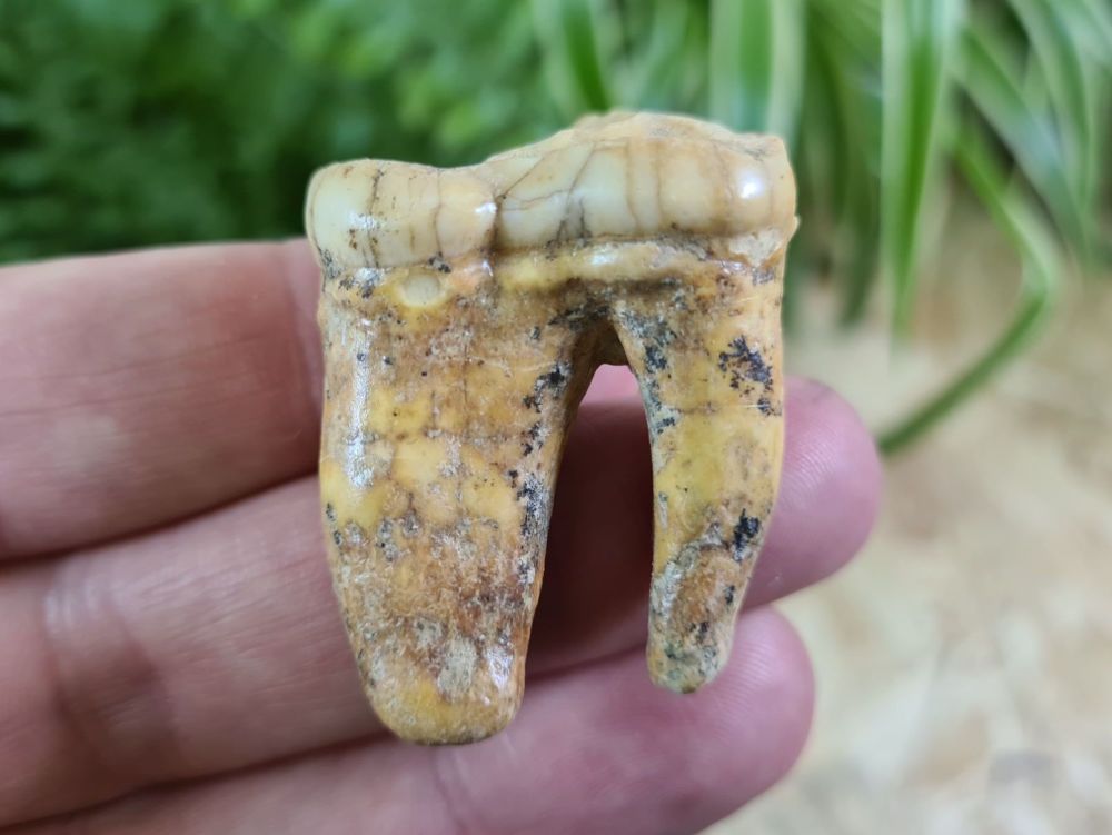 Ursus spelaeus Cave Bear Tooth (molar) #21