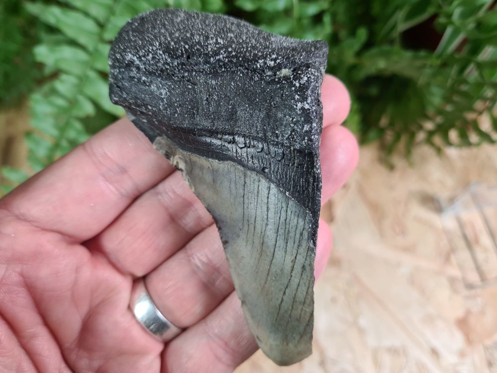 Megalodon Tooth - 4.13 inch #04