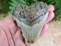 Megalodon Tooth - 3.22 inch #06
