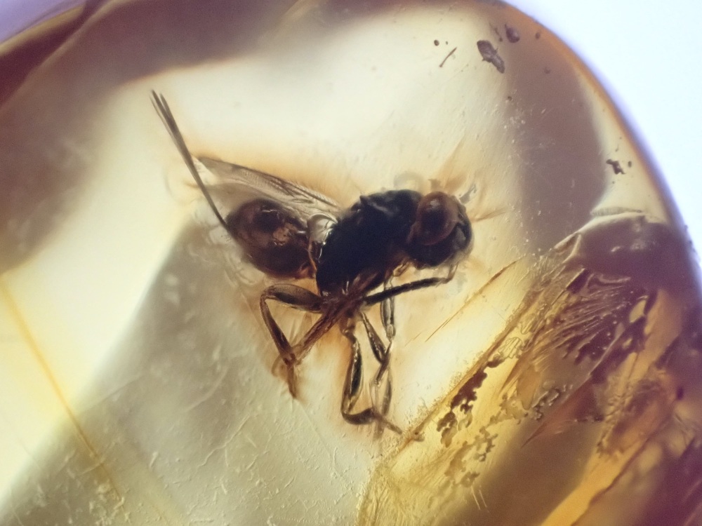 Dominican Amber Inclusion #01 (Winged Insect)