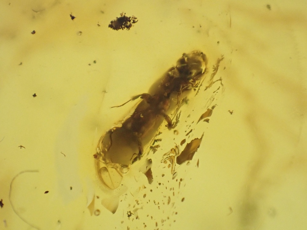 Dominican Amber Inclusion #04 (Beetle)