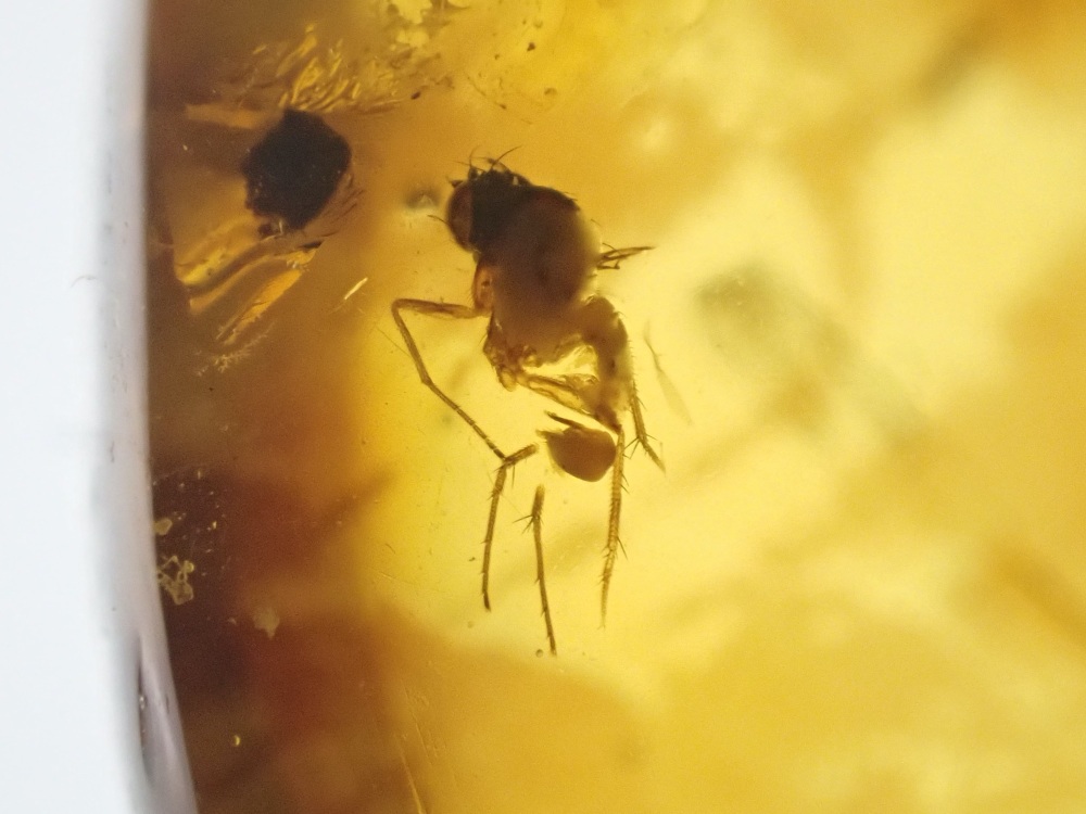Dominican Amber Inclusion #05 (small fly)
