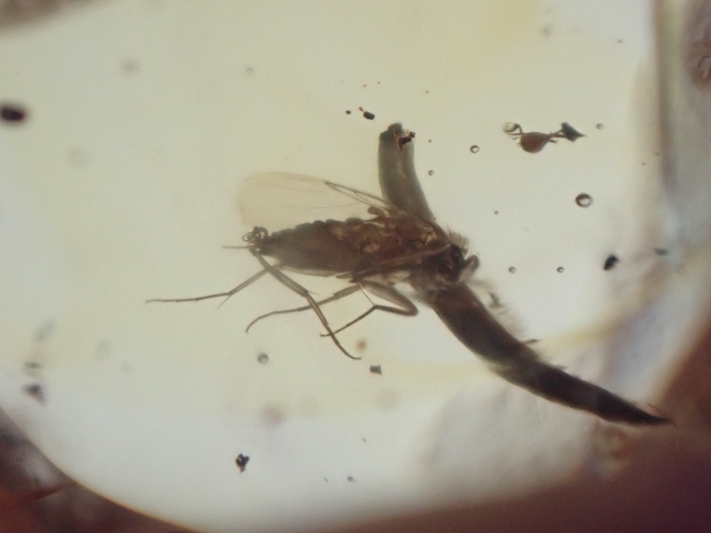 Dominican Amber Inclusion #14 (Small Winged Insect)