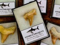 Otodus obliquus Shark Tooth (Small, Boxed)