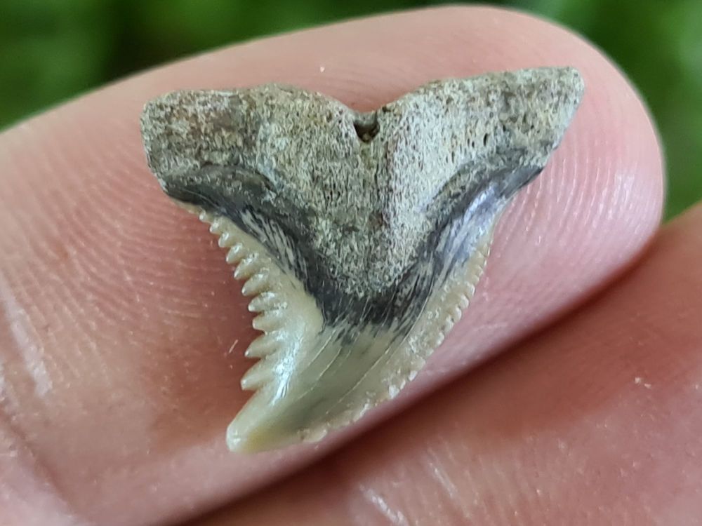Hemipristis serra Shark Tooth, North Carolina #01
