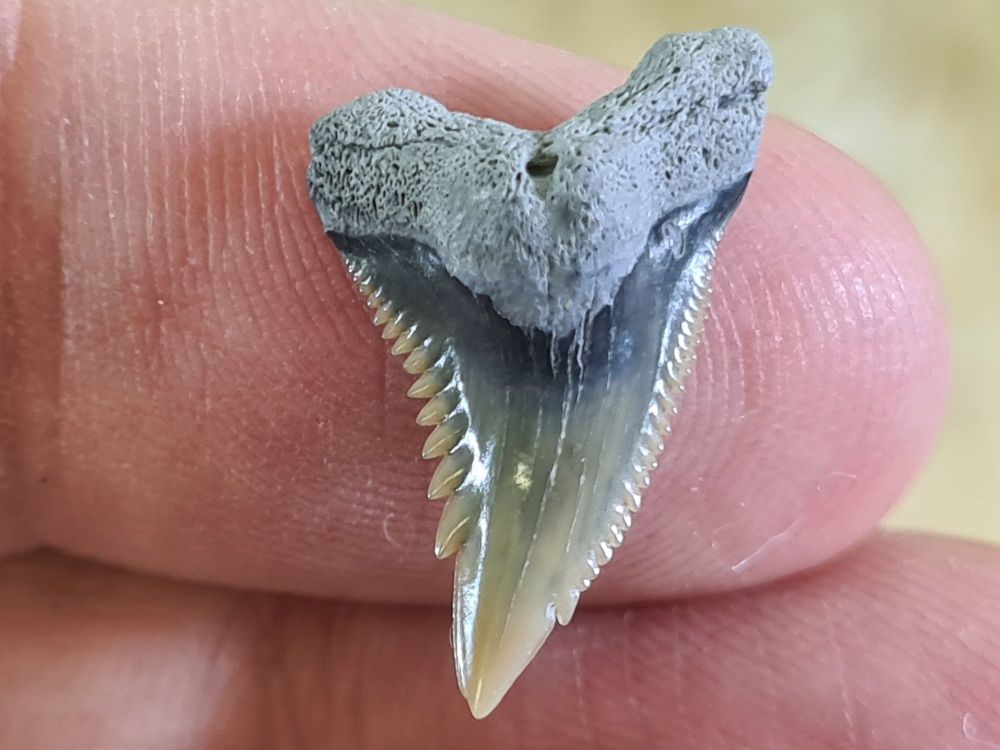 Hemipristis serra Shark Tooth, North Carolina #03