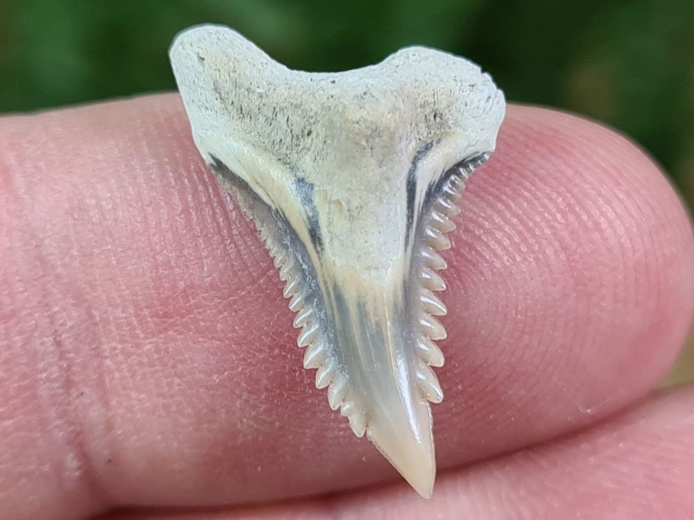 Hemipristis serra Shark Tooth, North Carolina #04