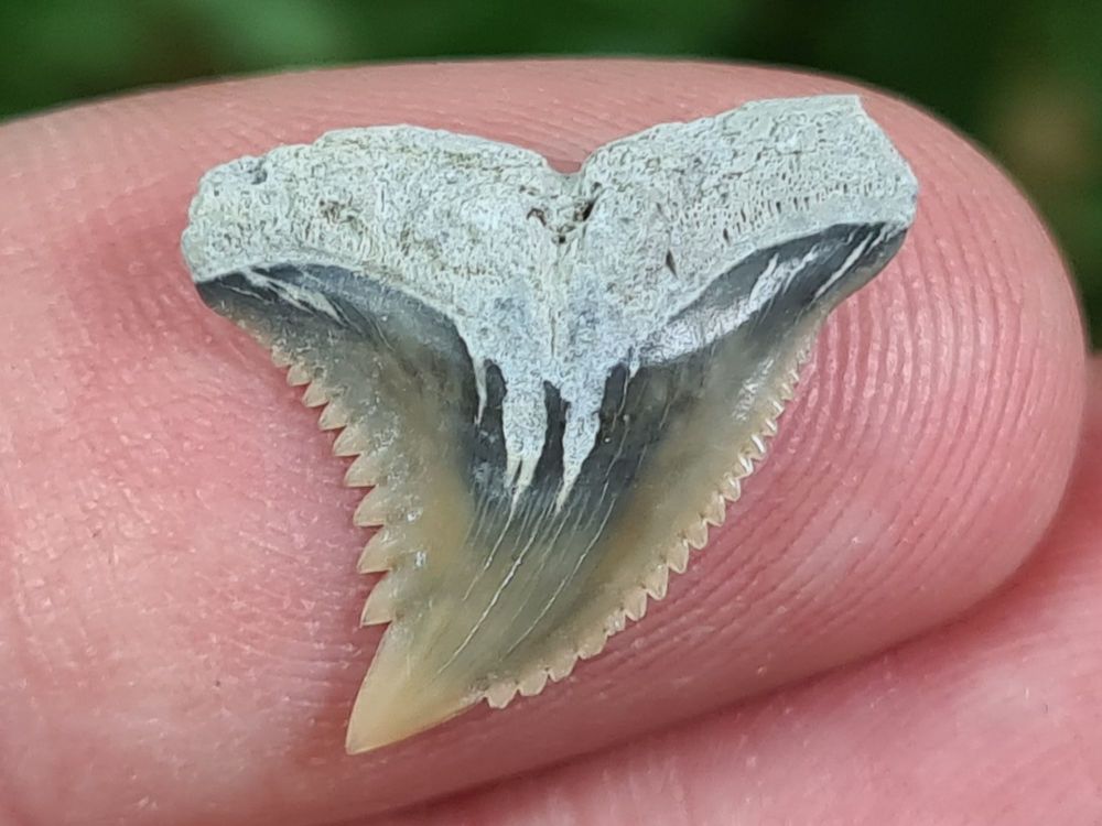 Hemipristis serra Shark Tooth, North Carolina #05