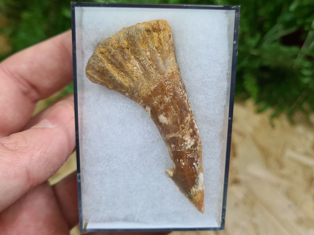 Onchopristis Fish Tooth (Kem Kem, Morocco) #01