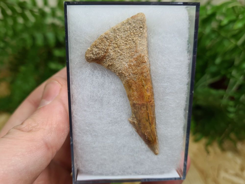 Onchopristis Fish Tooth (Kem Kem, Morocco) #03