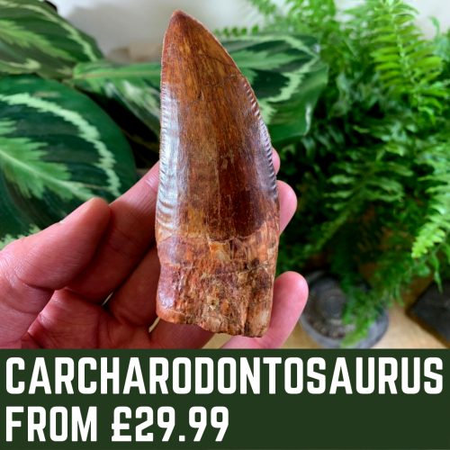 Dino Fossils UK Huge Selection of Fossils For Sale.