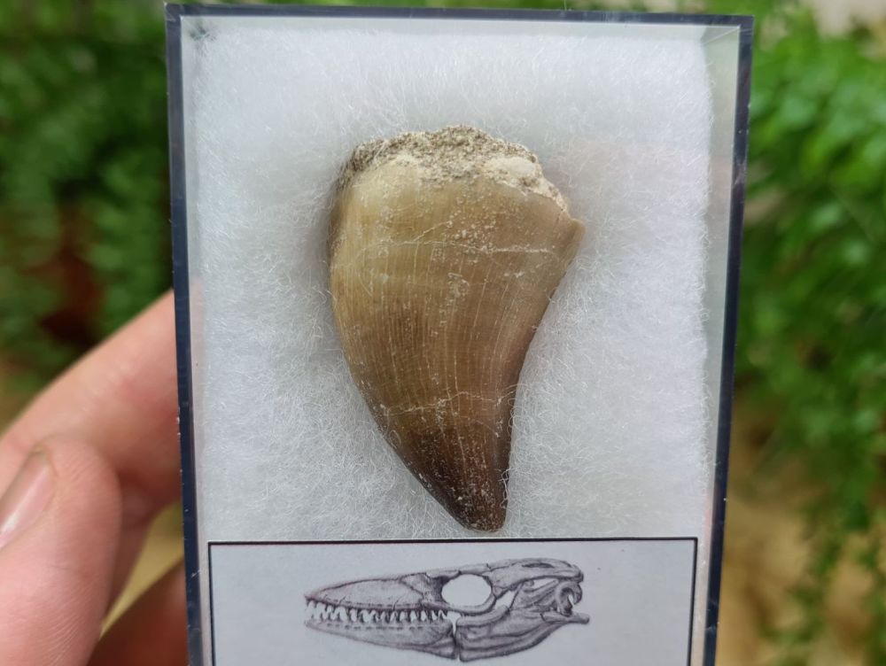 Mosasaur Tooth (1.49 inch) #03