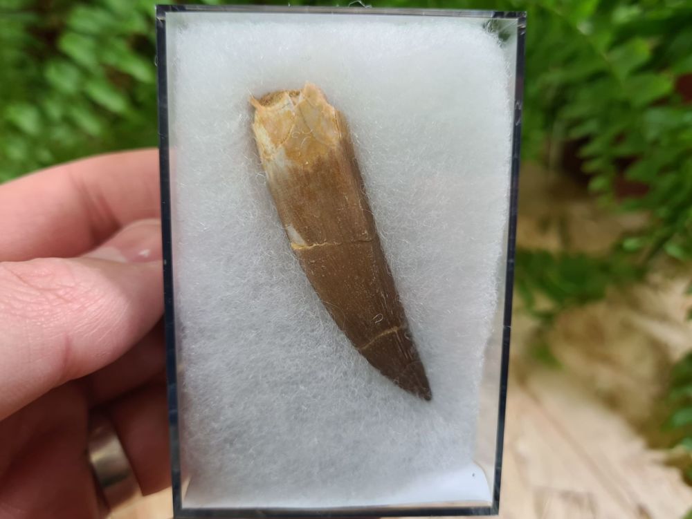 Plesiosaur Tooth (2.28 inch) #01